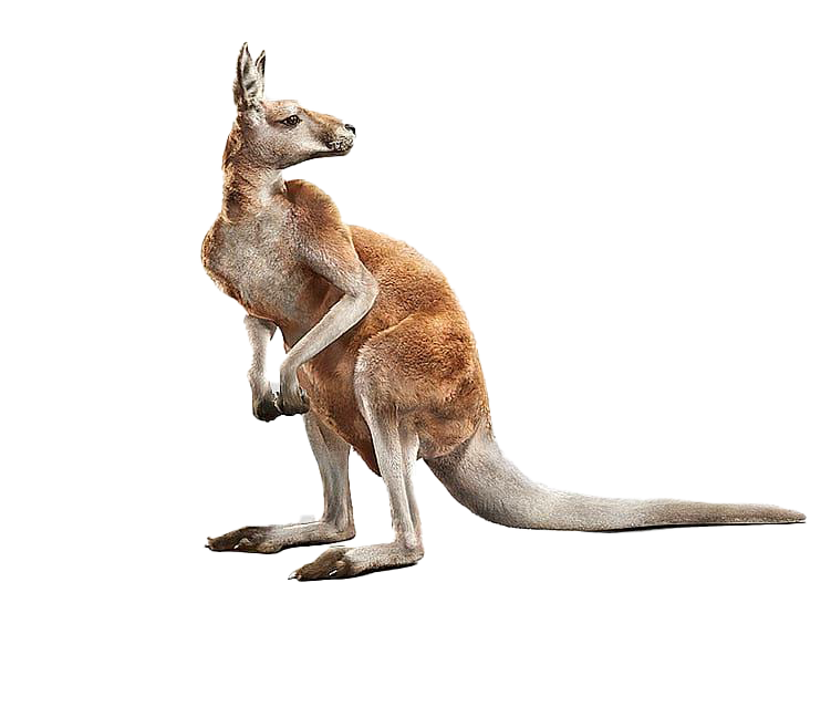 Joey kangaroo Indir PNG görüntü