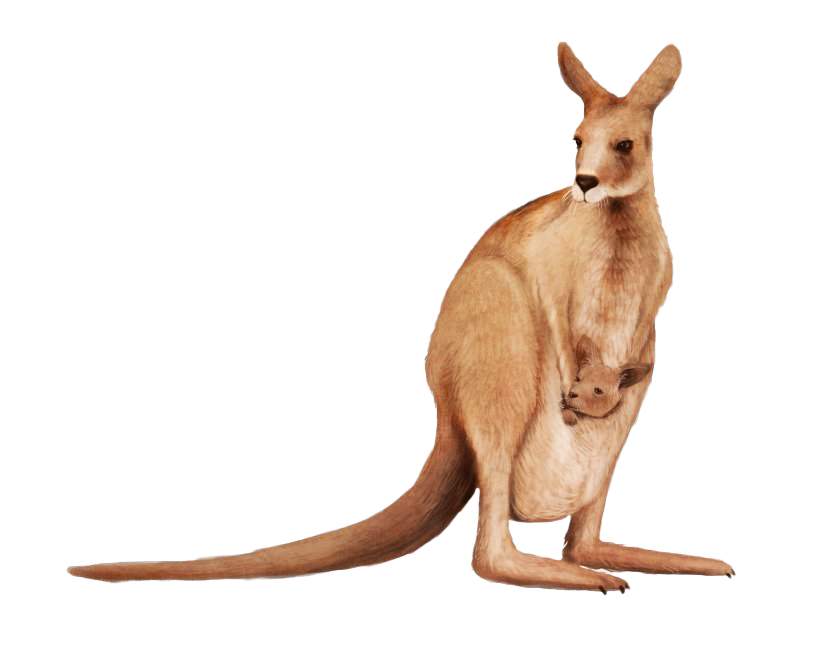 Joey kangaroo PNG latar belakang gambar