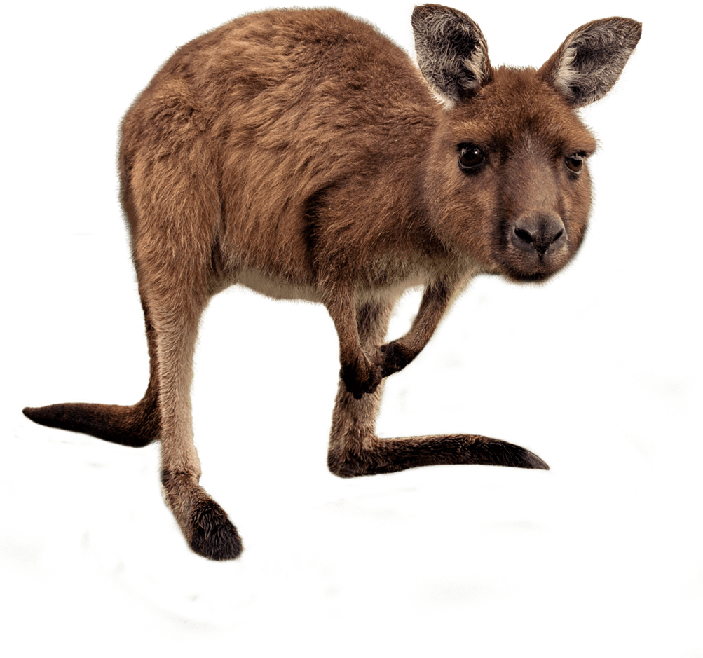 Joey kangaroo PNG transparent HD-Foto