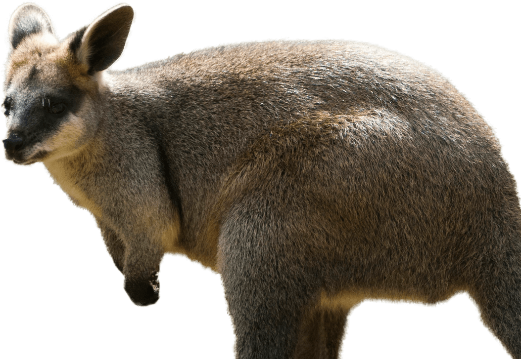 Kangaroo Wallaby PNG фоновое изображение