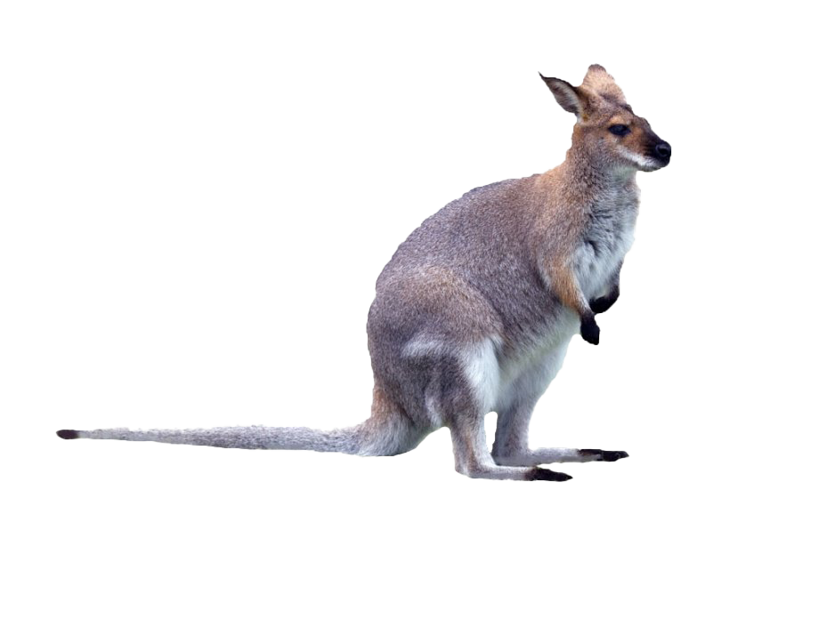 Canguru wallaby PNG fotos