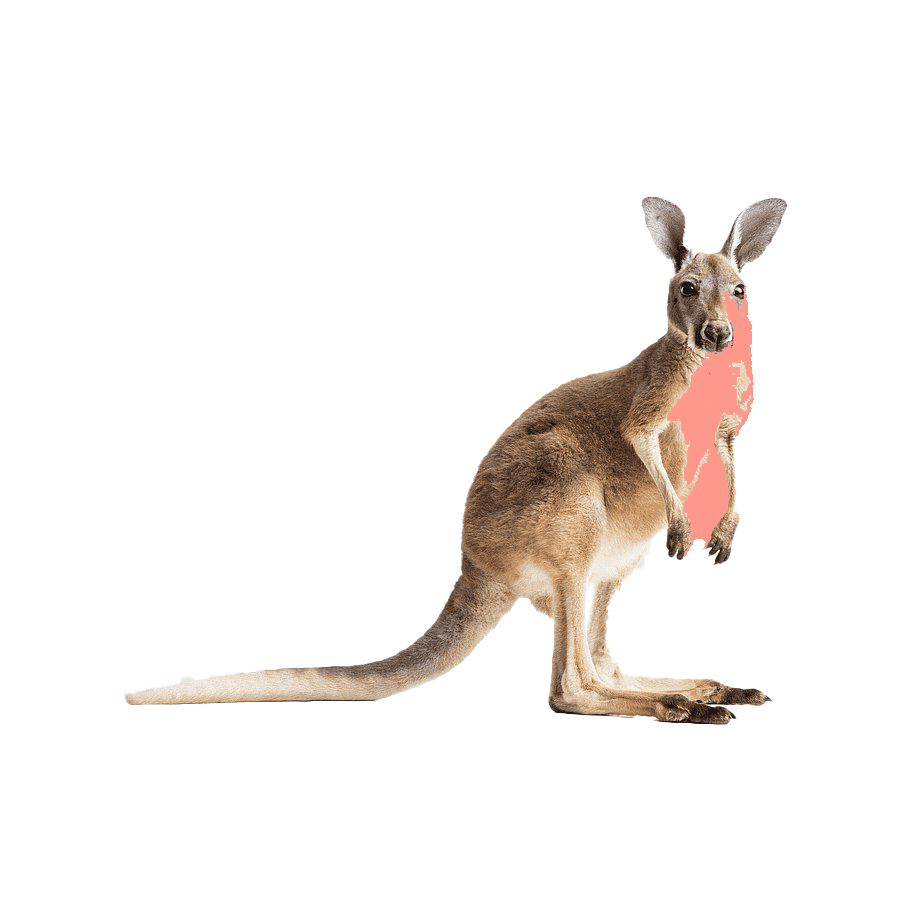 Canguru wallaby PNG transparente