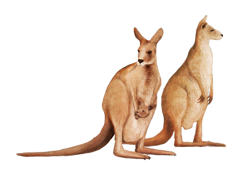 Kanguru Wallaby Şeffaf Arkaplan
