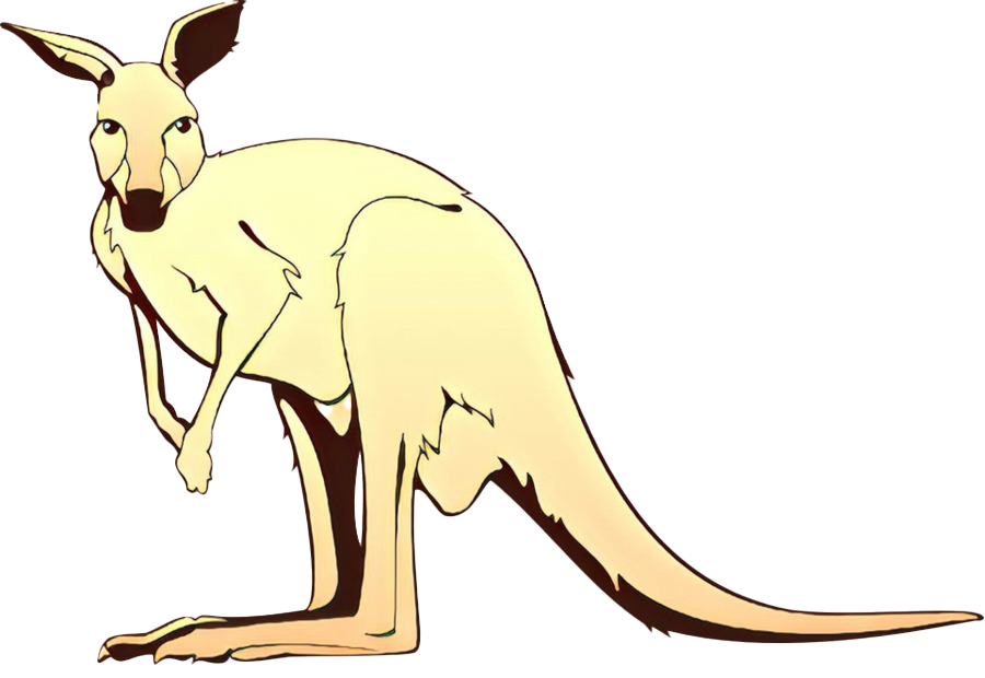 Kangaroo Wallaby Gambar Transparan PNG
