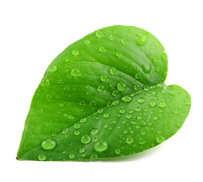 Leaf Water Dew Drop PNG Picture