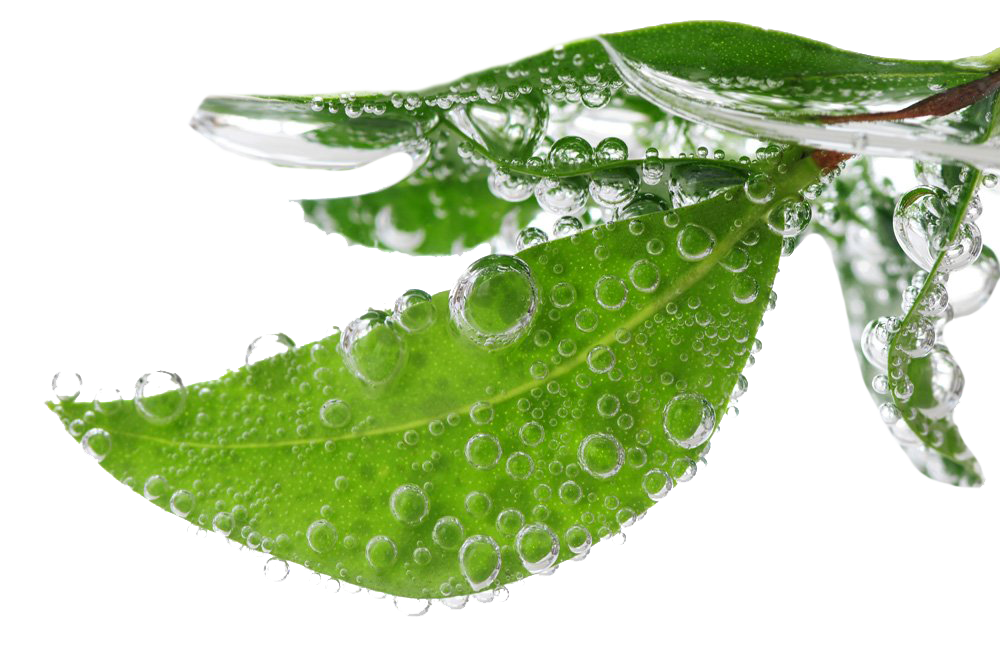 Leaf Water Dew Drop PNG Transparent Picture