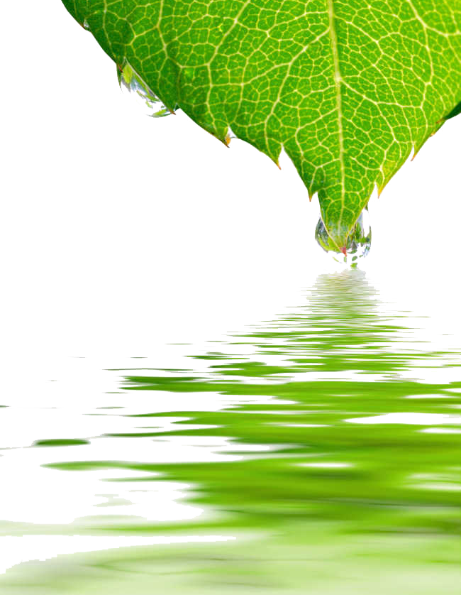 Leaf Water Dew Drop Transparent Images PNG
