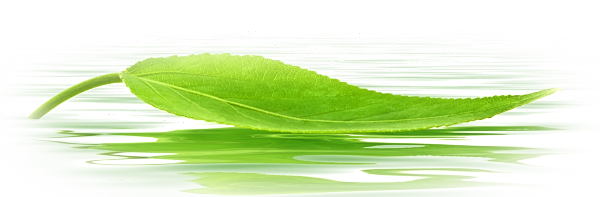 Leaf Water Drop PNG File