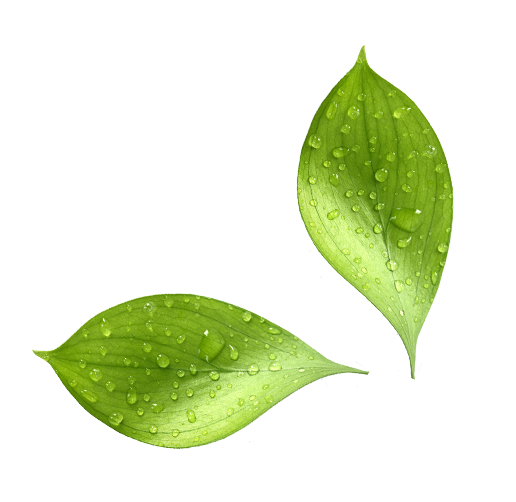 Leaf Water Drop PNG Unduh Gratis