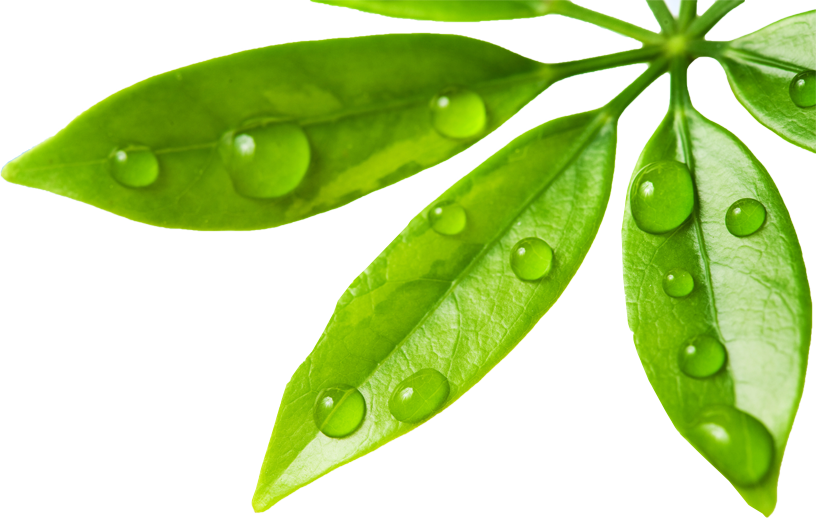 Leaf Water Drop PNG Photo