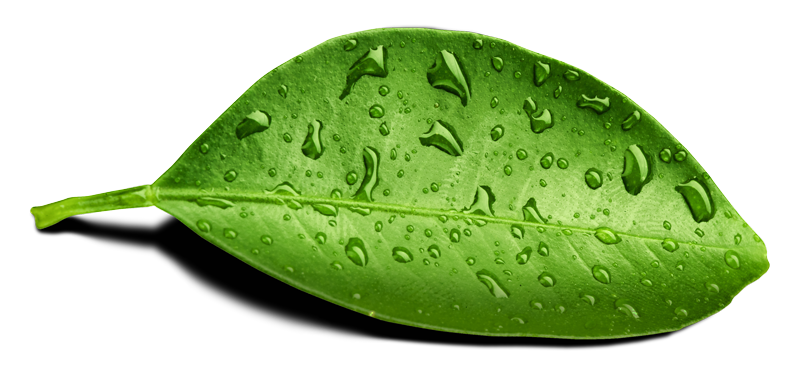 잎 워터 드롭 PNG 투명 이미지