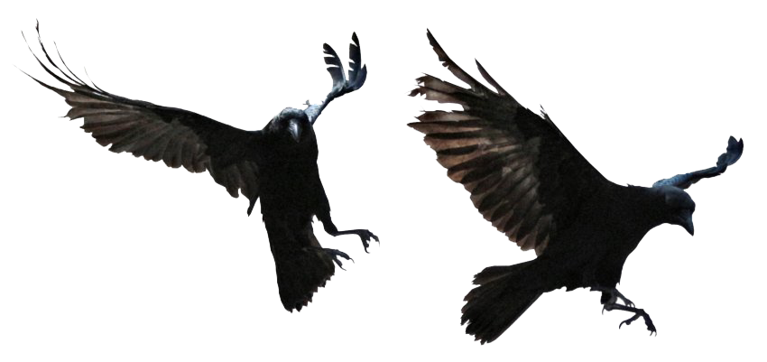 Fond corbeau PNG