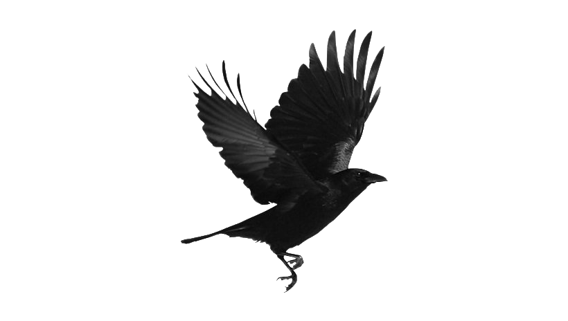 Clipart PNG doiseau corbeau