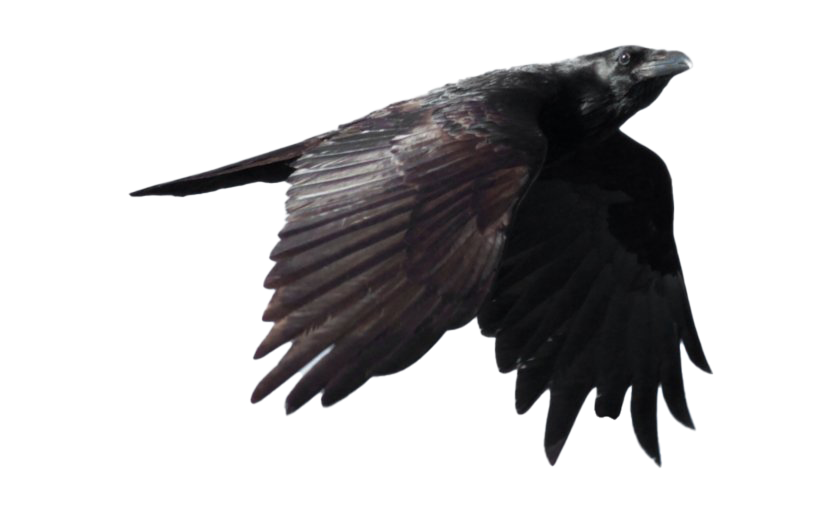 Raven PNG Clipart