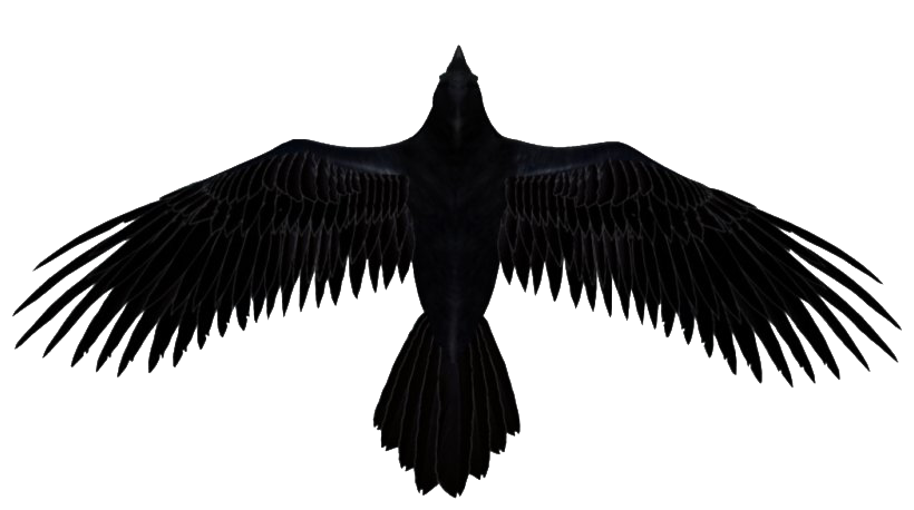 Raven PNG фото