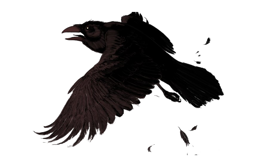 Raven PNG Pic