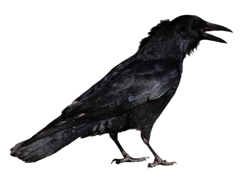 Raven PNG Transparent Image