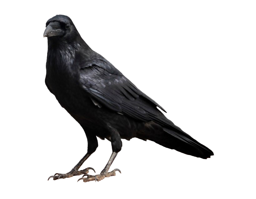Fond Transparent corbeau