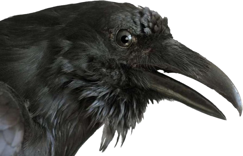 Images Transparentes corbeau PNG