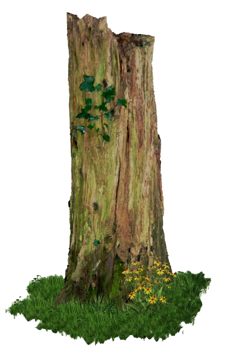Stump Tree Trunk PNG File