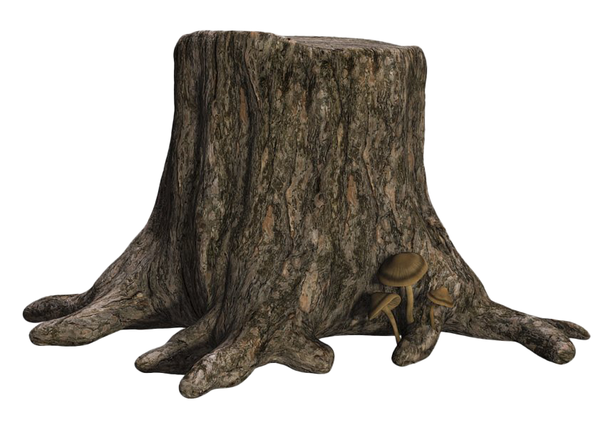 Stump Photo Photo de tronco de árbols