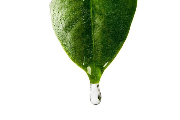 Air daun pohon PNG Clipart