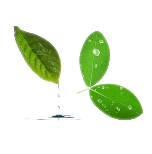 Tree Leaf Water PNG Image