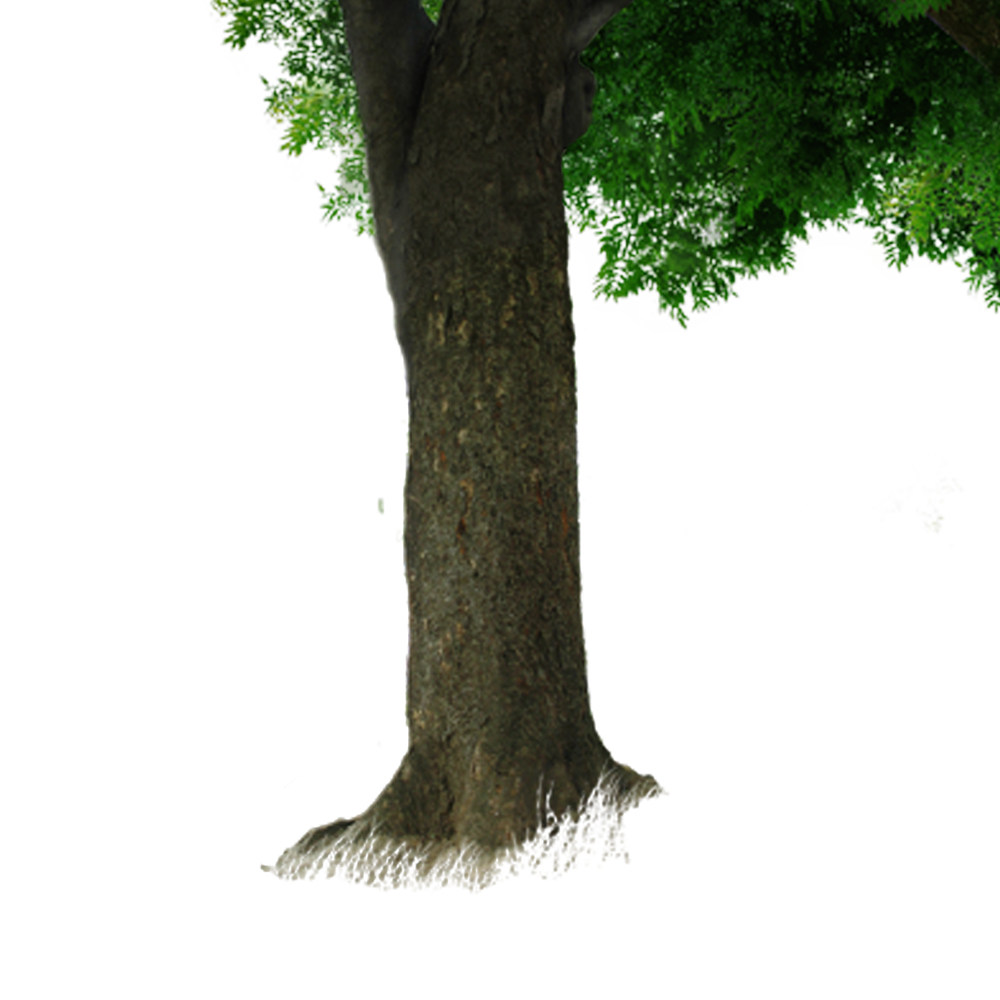 Tronco de árvore Download PNG Image