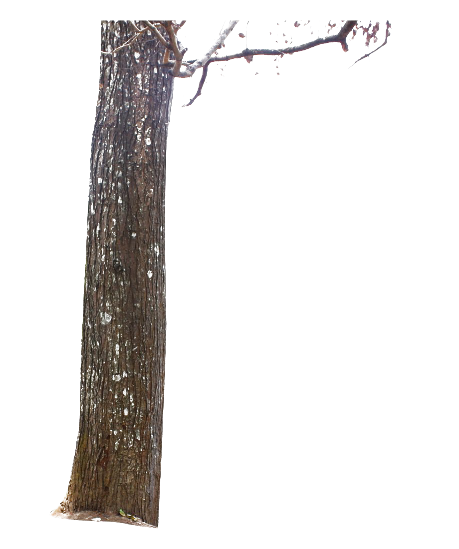 Arquivo de PNG de tronco de árvore