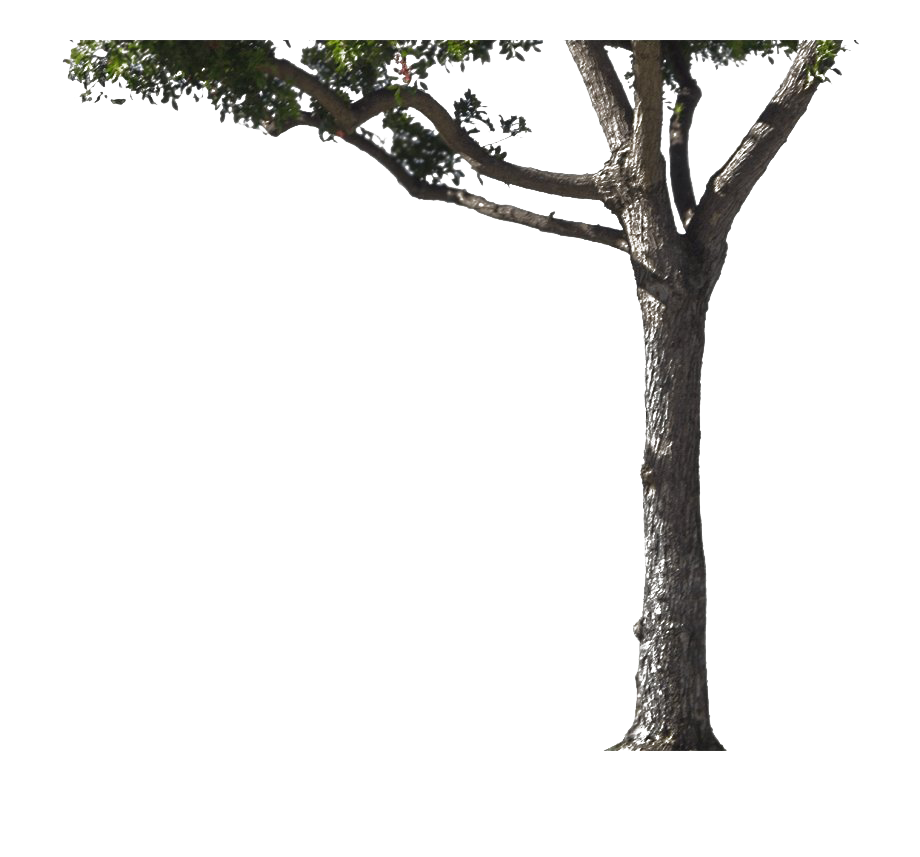 Imagem transparente de tronco de árvore PNG