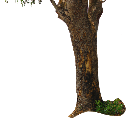 Trunk pohon PNG gambar Transparan