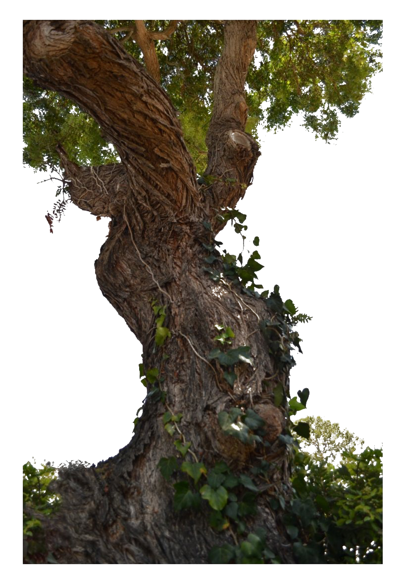 Tree Trunk Transparent Background