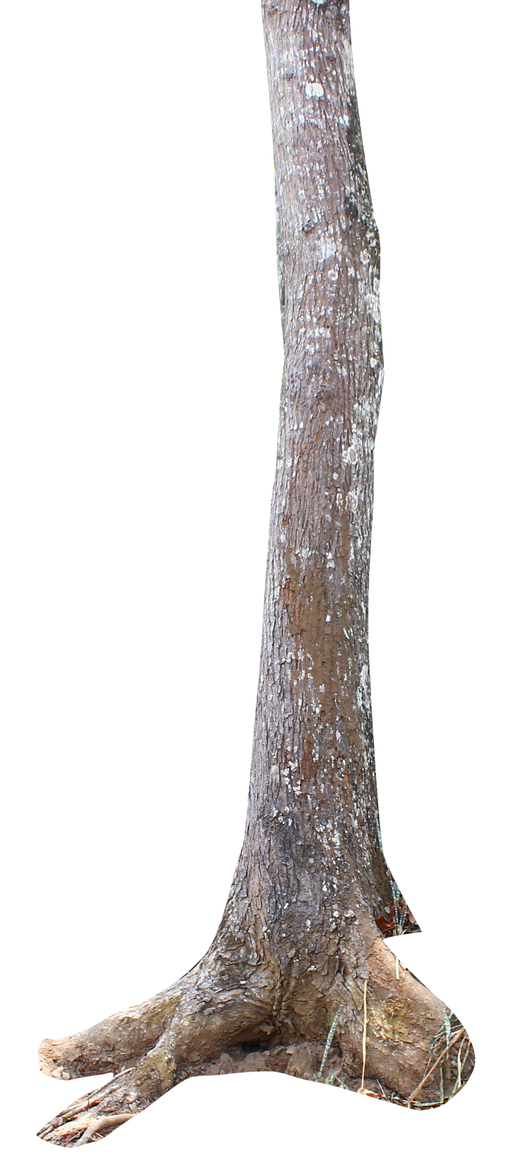 Tree Trunk Transparent Images PNG