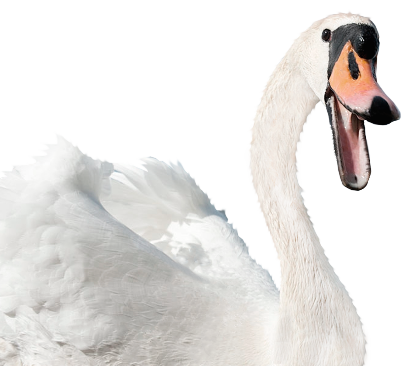Swan bianco PNG