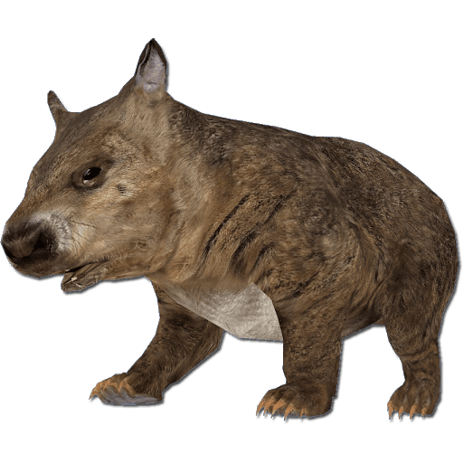 Wombat PNG pic