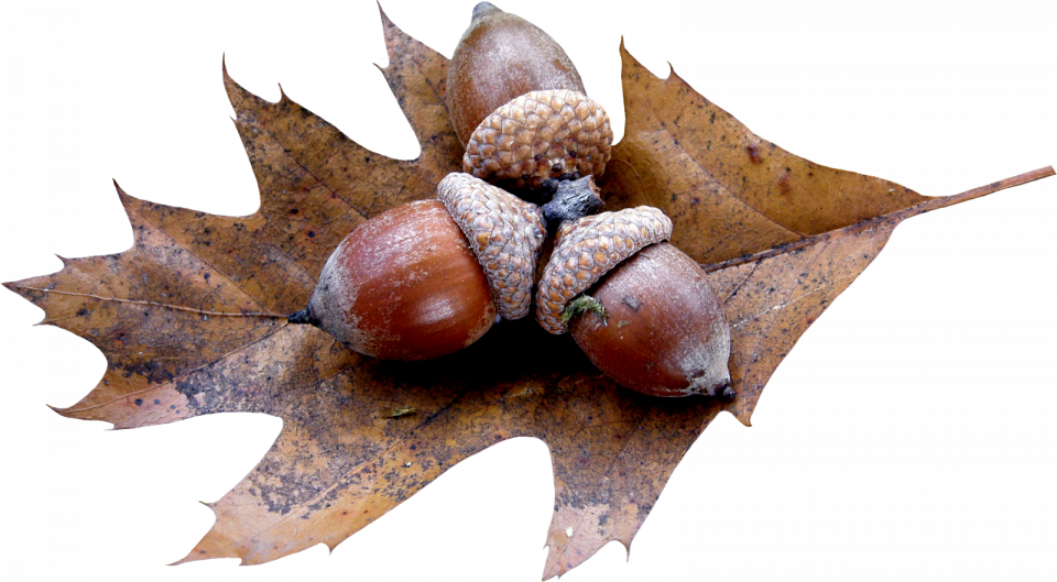 Acorn Background PNG