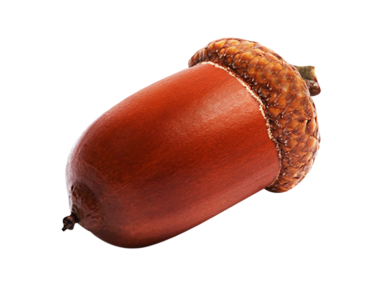 Acorn PNG Picture