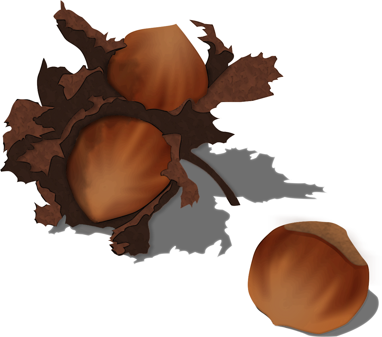 acorn PNG صورة شفافة