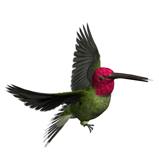 African Bird PNG Background Image