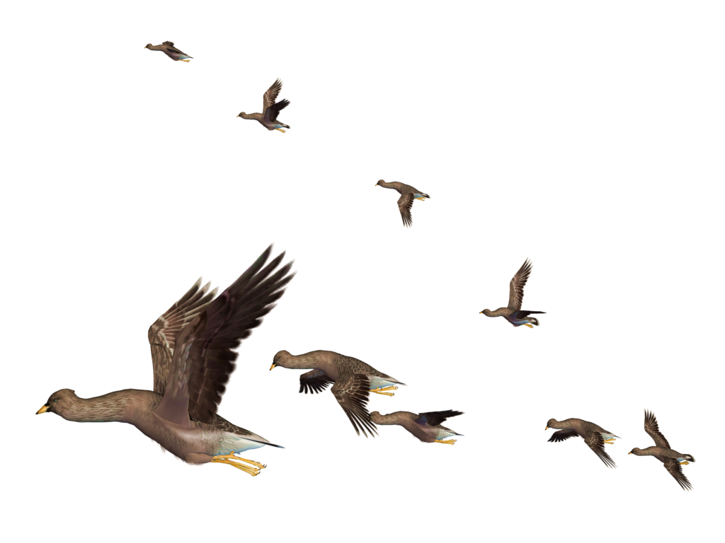 Afrikanische Vogel-PNG-Datei