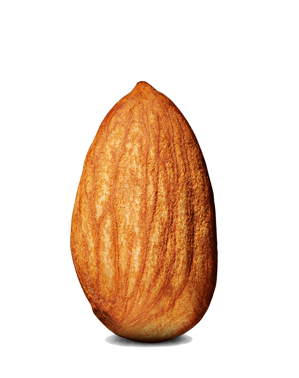 Almond Nut PNG Photos