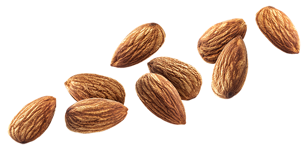 Almond Nut PNG Transparent Image