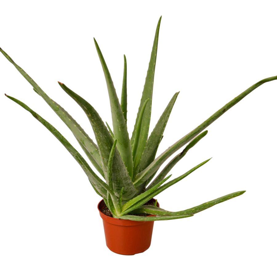 Aloe Vera Potted PNG File