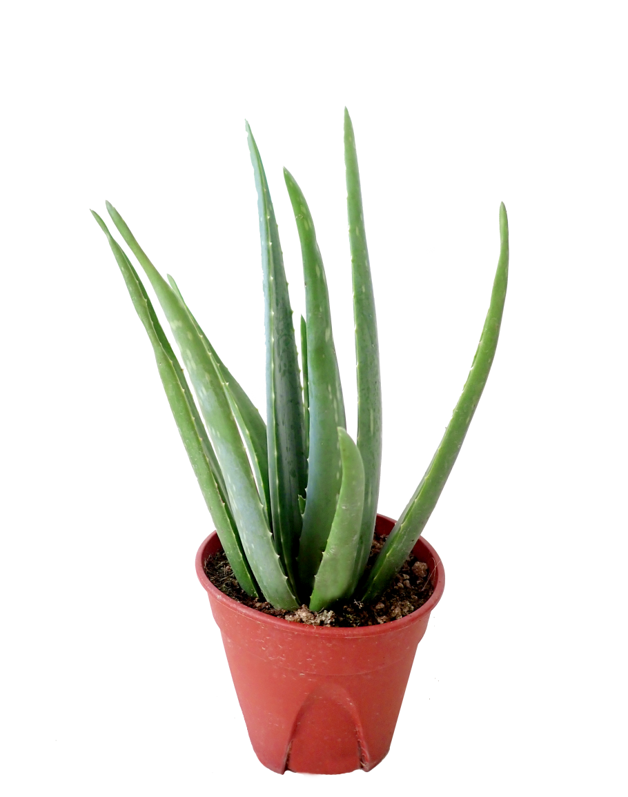 Aloe Vera Potted PNG Free Download