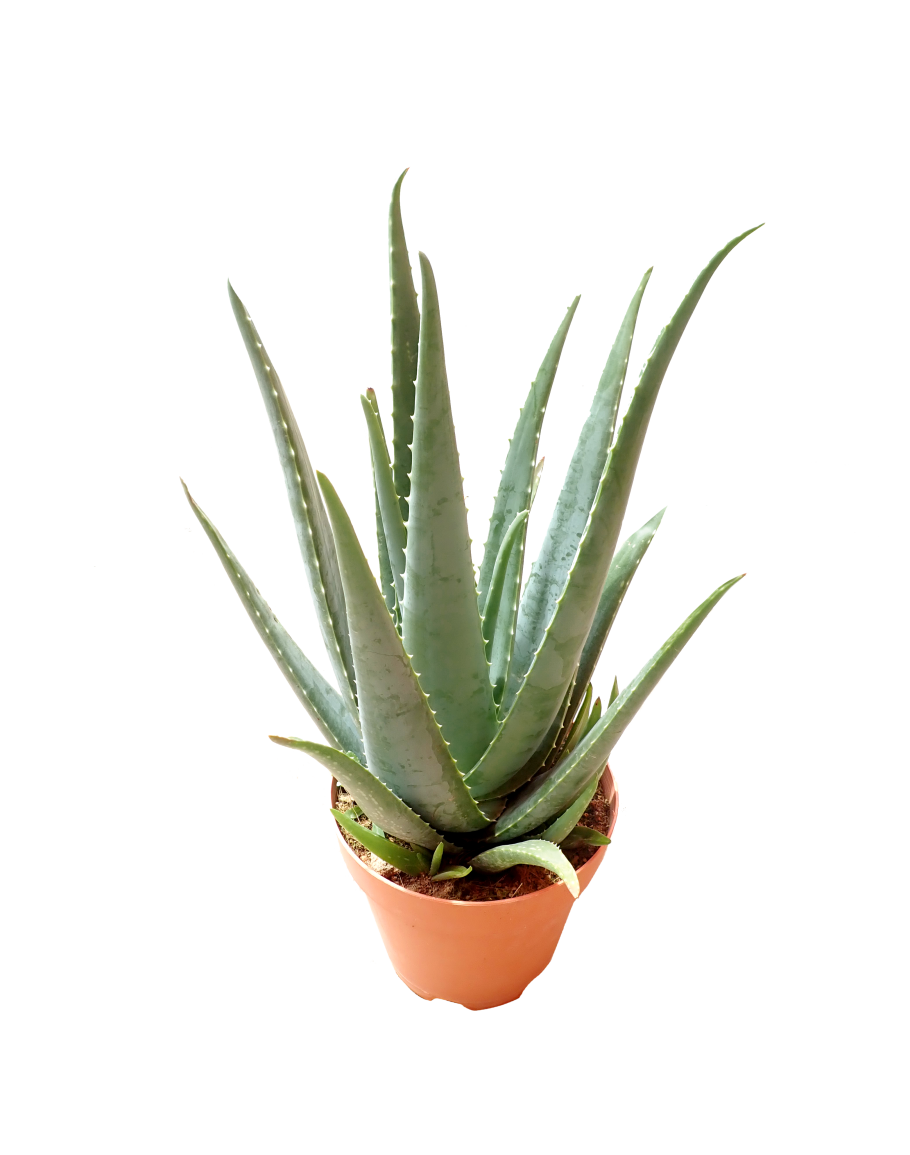Aloe Vera Potted PNG Picture