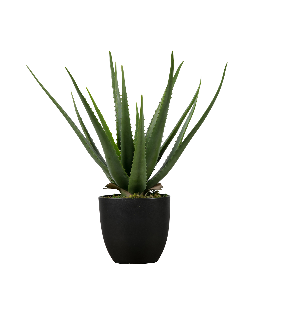 Aloe vera saksı PNG şeffaf HD Fotoğraf