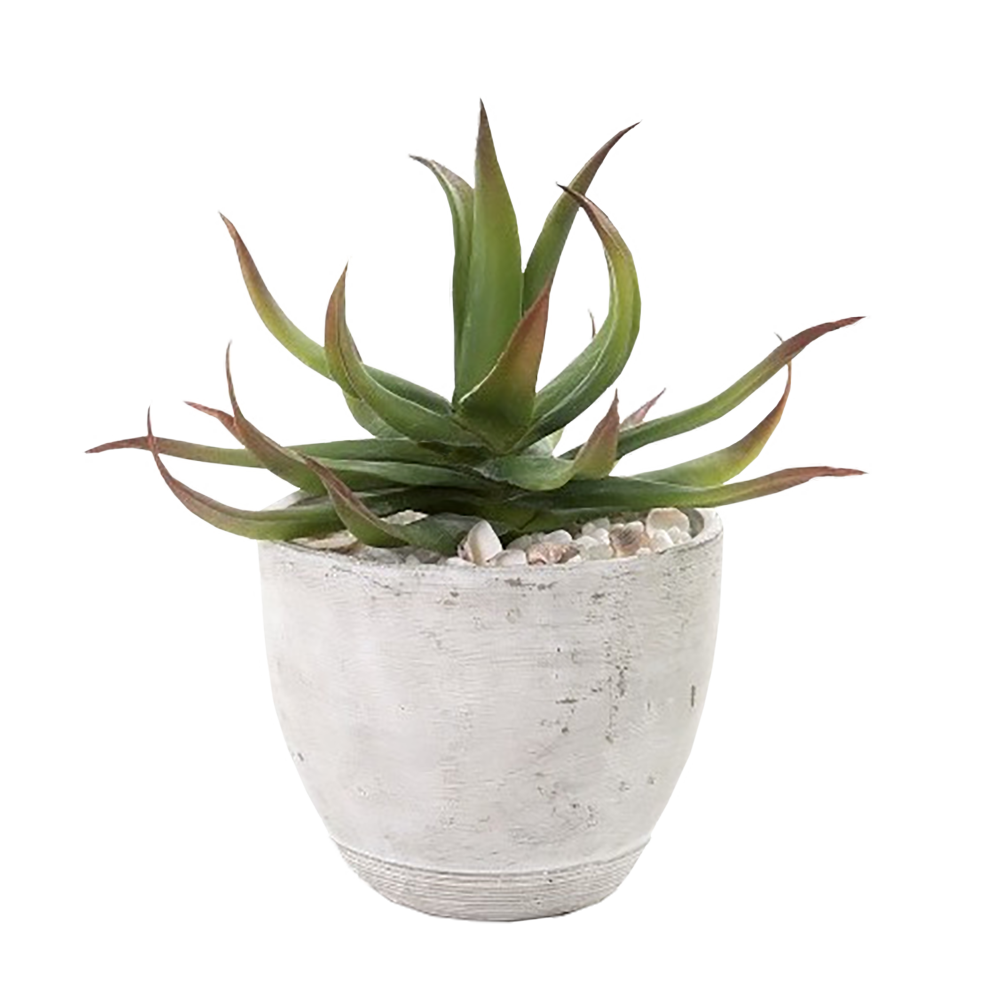 Aloe vera potted Transparent PNG