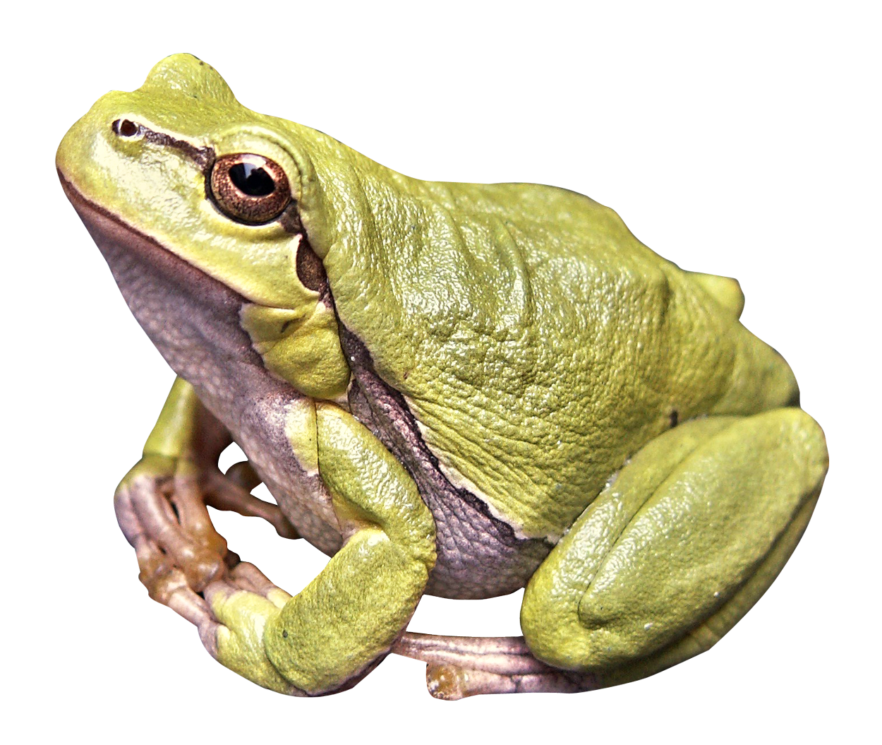 Amphibian Frog Download PNG-afbeelding
