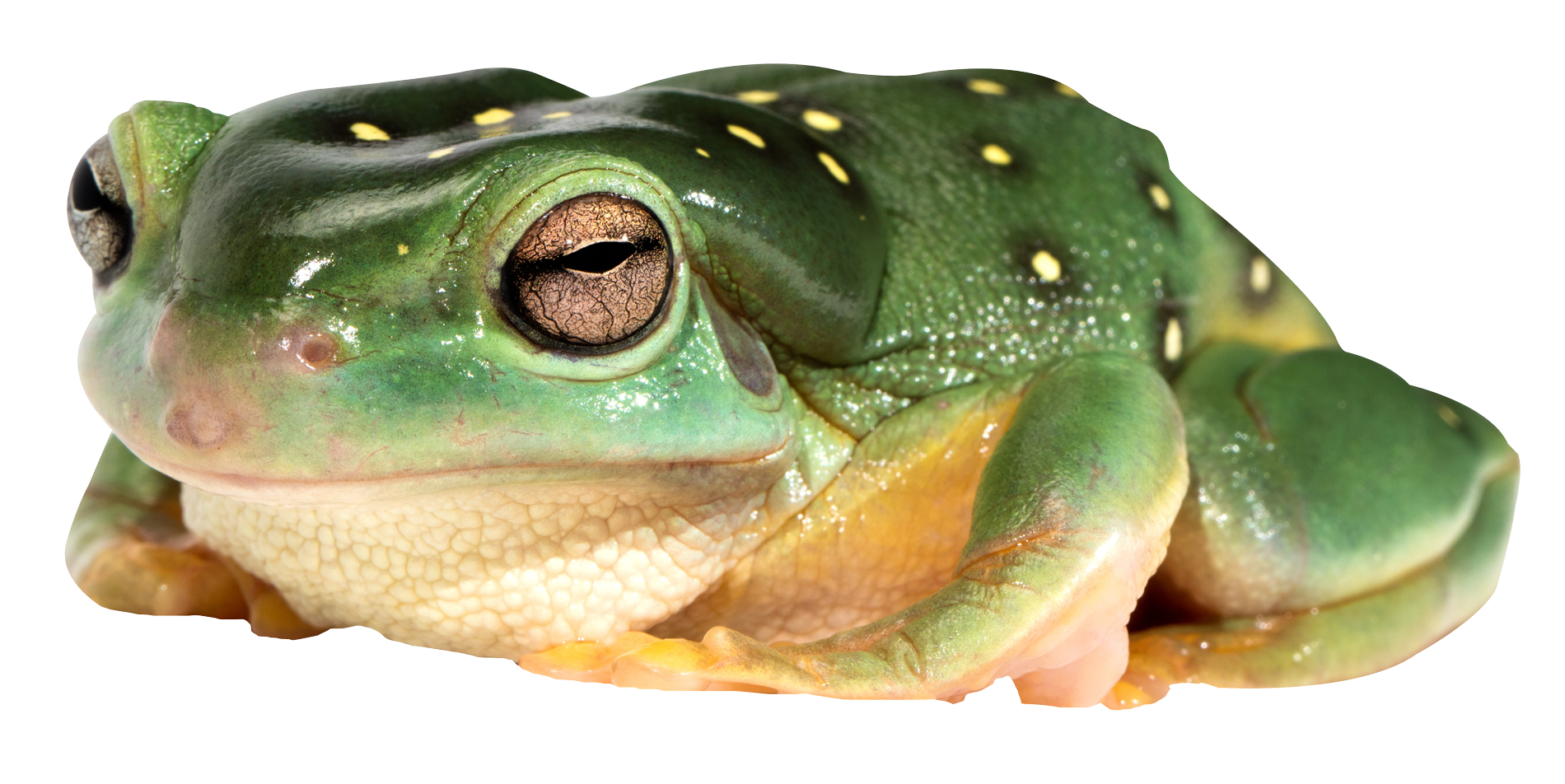 Amphibien-Frosch-PNG-Hintergrund-Bild