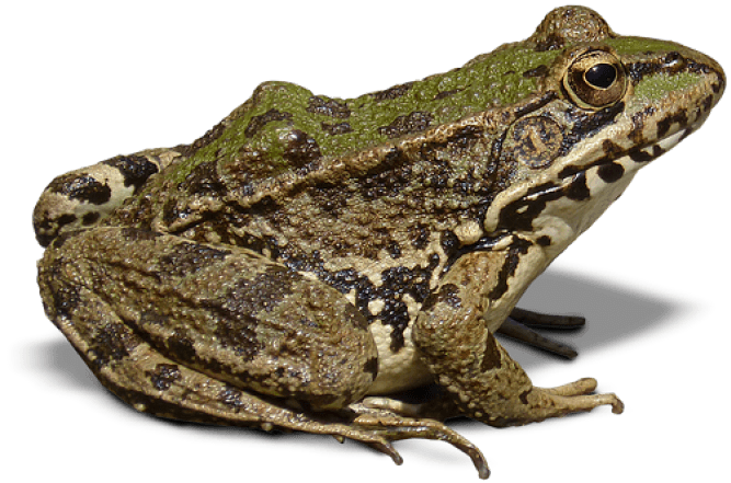 Amphibian Frog PNG-Datei